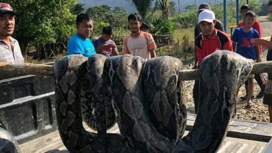 Piton Raksasa Kembali di Temukan di Sulawesi, Begini Nasib Ular Tersebut