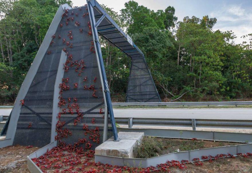 Unik !!! Jembatan Dan Terowongan Ini Di Buat Untuk Hewan Gan!!