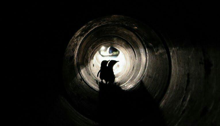 Unik !!! Jembatan Dan Terowongan Ini Di Buat Untuk Hewan Gan!!