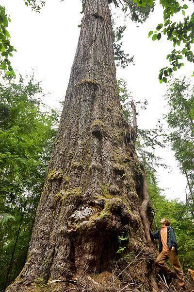 7 Pohon Tertinggi Di Dunia