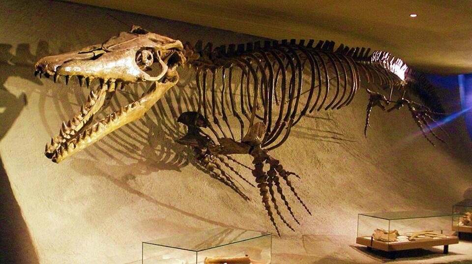 Mengenal Mosasaurus dan Tyrannosaurus rex