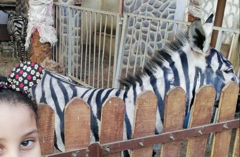 Kebun Binatang ini VIRAL Setelah KELEDAI "PALSU" Diklaim Adalah ZEBRA!