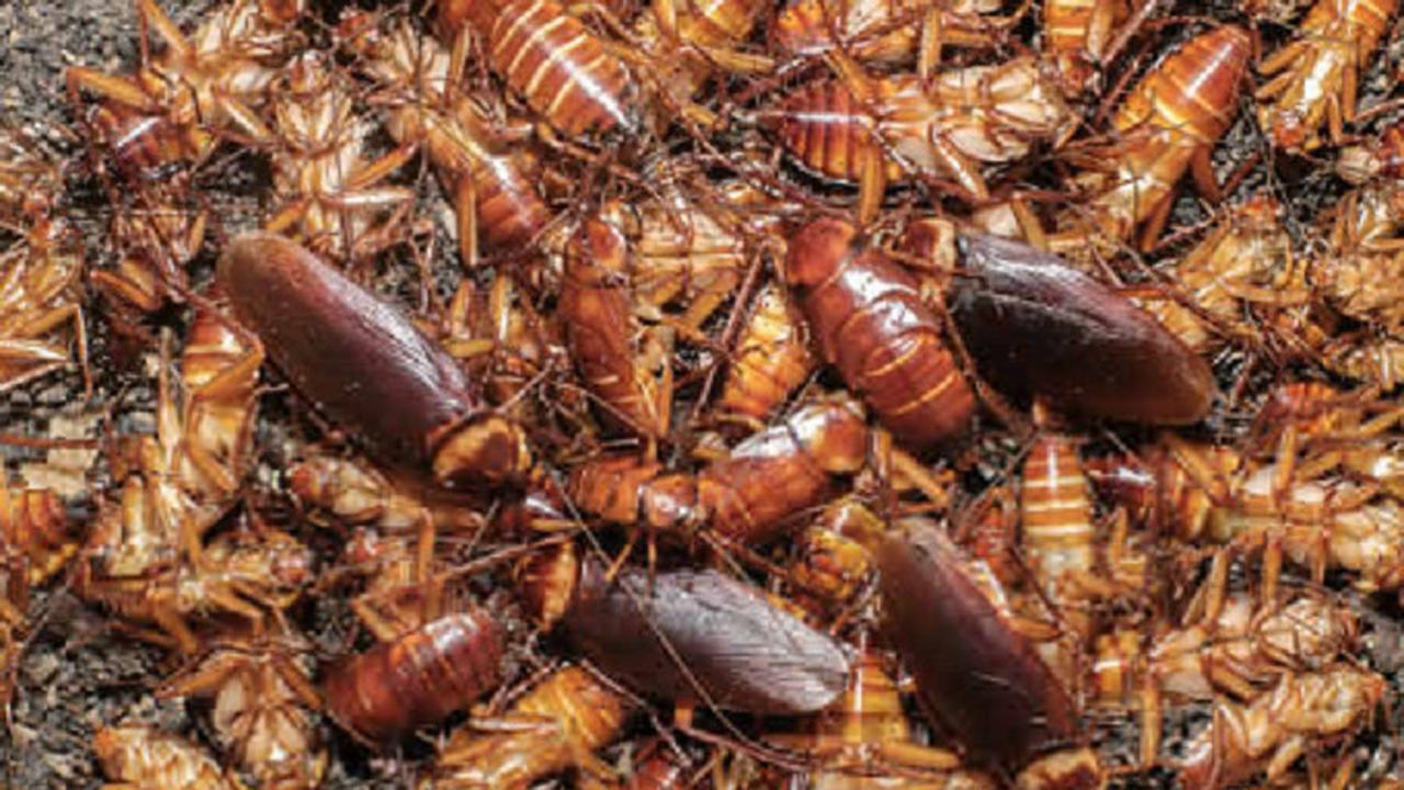 Kanibal hingga Hidup Tanpa Kepala, Ini 5 Fakta Mengejutkan Seputar Kecoak