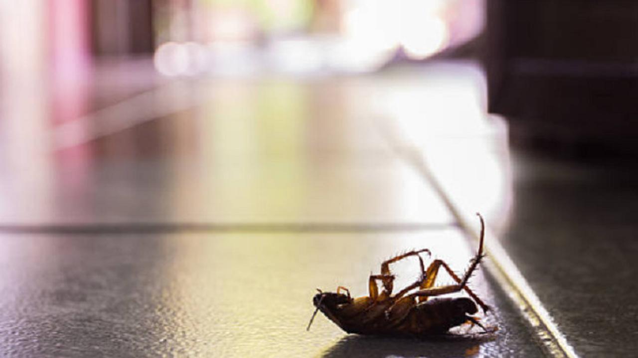 Kanibal hingga Hidup Tanpa Kepala, Ini 5 Fakta Mengejutkan Seputar Kecoak