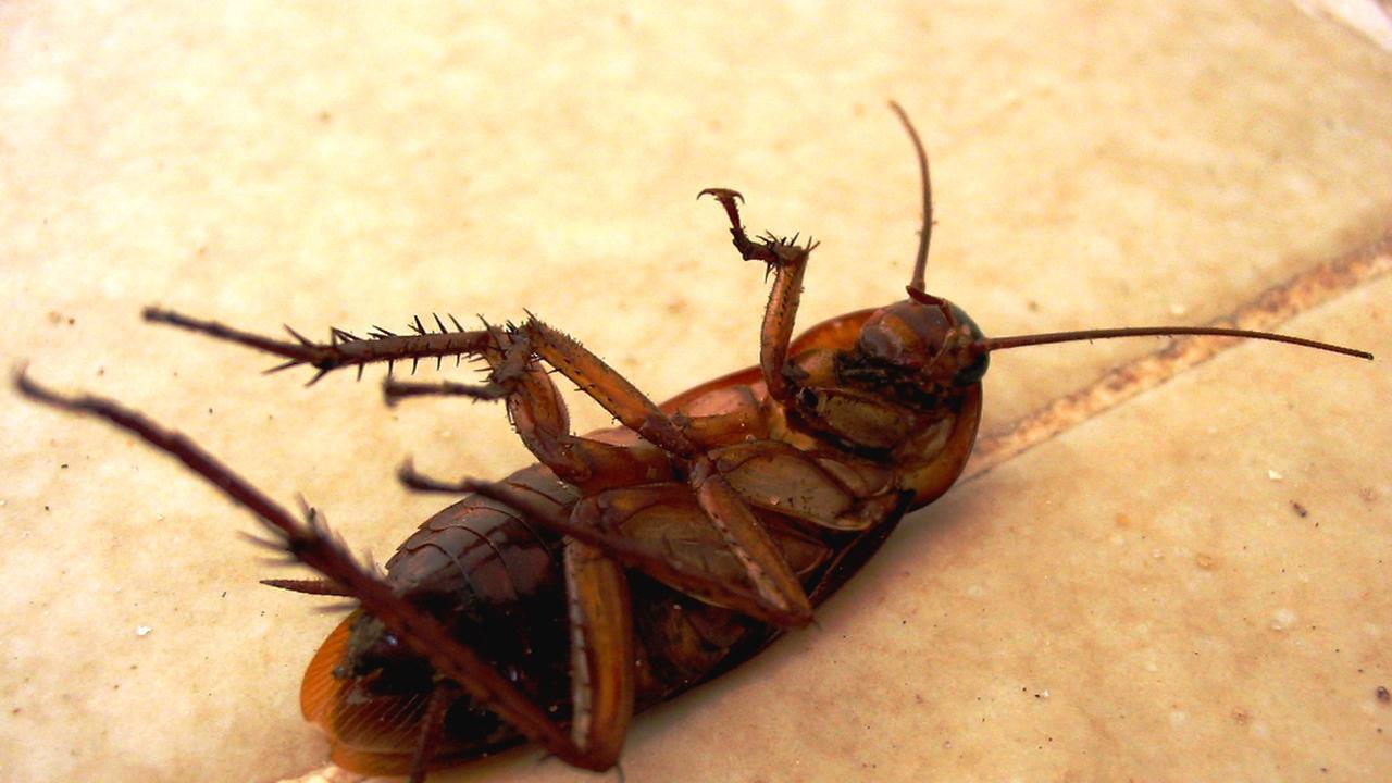 Kanibal hingga Hidup Tanpa Kepala, Ini 5 Fakta Mengejutkan Seputar Kecoak