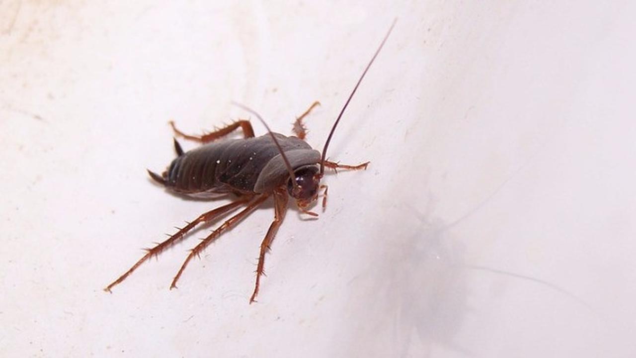 Kanibal hingga Hidup Tanpa Kepala, Ini 5 Fakta Mengejutkan Seputar Kecoak