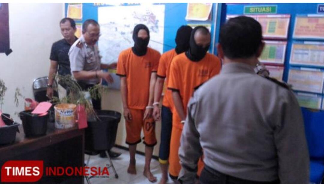 Mahasiswa Pintar Tapi Keblinger, Tanam Ganja Pakai Lampu LED UV