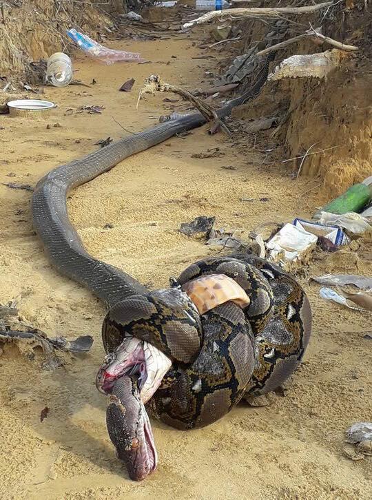 Viral Pertarungan King Cobra dan Ular Piton, Hasilnya Mengenaskan!