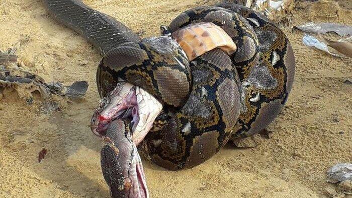 Viral Pertarungan King Cobra dan Ular Piton, Hasilnya Mengenaskan!