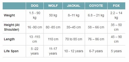 Perbedaan antara Anjing, Serigala, Rubah, Cayote, dan Jackal