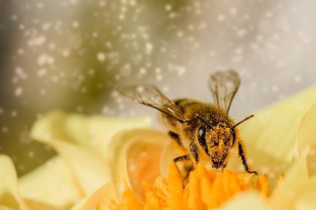 6 Fakta Luar Biasa Lebah yang Wajib Kita Ketahui