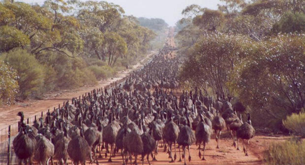 MEMALUKAN ! Militer Australia "PERANG LAWAN 20.000 Ekor BURUNG" dan KALAH!