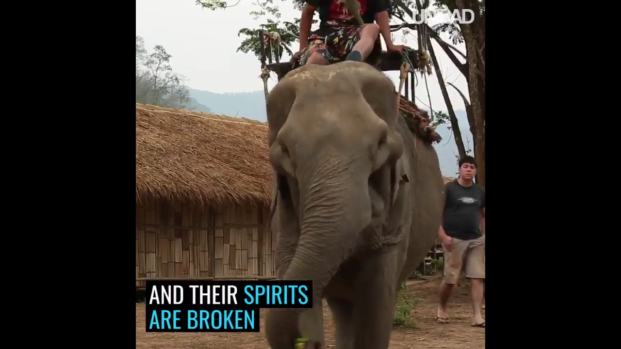 Mau Naik Gajah Di Thailand? Cek Ini Dulu Sebelum Berangkat