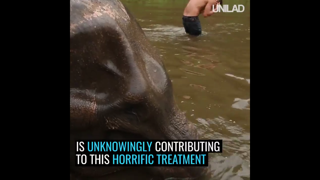 Mau Naik Gajah Di Thailand? Cek Ini Dulu Sebelum Berangkat