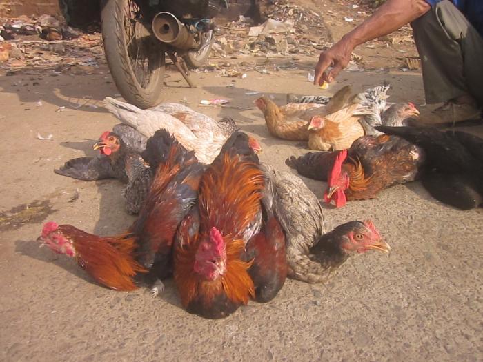 Ibunya Sering Dihina Orang Karena Jualan Ayam Kampung Dipasar,tapi Kenyataannya!! 