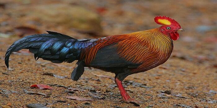 Mengungkap Maksud Tersembunyi Mangkuk Dengan Logo Ayam Jago