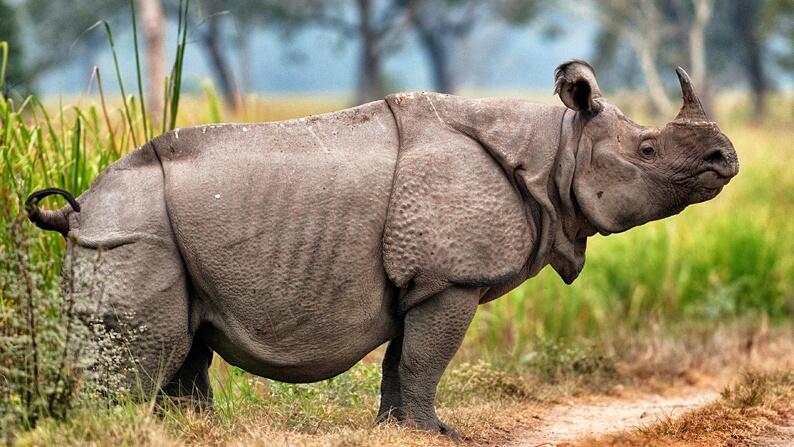  &quot;Badak jawa, atau badak bercula-satu kecil (Rhinoceros sondaicus)&quot;