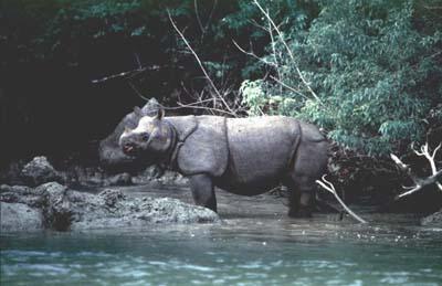  &quot;Badak jawa, atau badak bercula-satu kecil (Rhinoceros sondaicus)&quot;