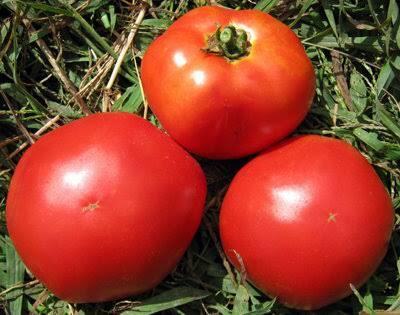 Berbisnis Sayur &amp; Buah yang Menguntungkan