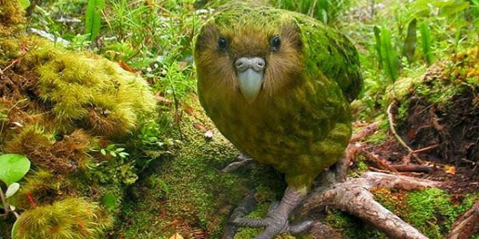 Inilah 7 Burung Yang Tak Bisa Terbang, Salah Satunya Tinggal Puluhan Ekor Saja