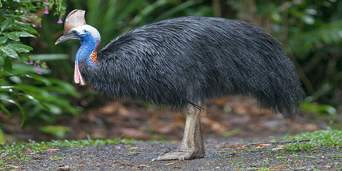 Inilah 7 Burung Yang Tak Bisa Terbang, Salah Satunya Tinggal Puluhan Ekor Saja