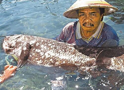Coelacanth, Ikan Fosil yang Ditemukan Hidup di Laut Sulawesi
