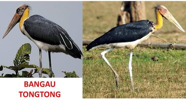 Bangau Tong-Tong, Burung Yang Kepalanya Tidak Tumbuh Bulu.
