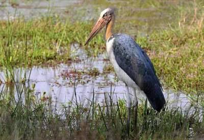 Bangau Tong-Tong, Burung Yang Kepalanya Tidak Tumbuh Bulu.