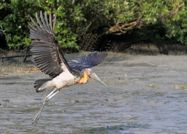 Bangau Tong-Tong, Burung Yang Kepalanya Tidak Tumbuh Bulu.