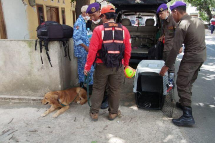 Anjing Pelacak Dikerahkan Cari Korban Gempa Lombok