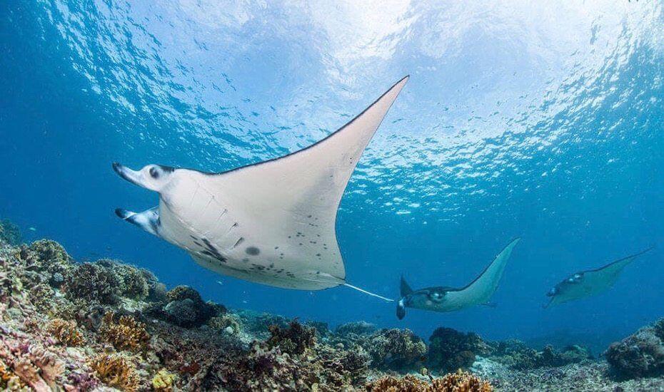 Gili Lawa Ditutup, Ini 7 Wisata Favorit di Taman Nasional Pulau Komodo