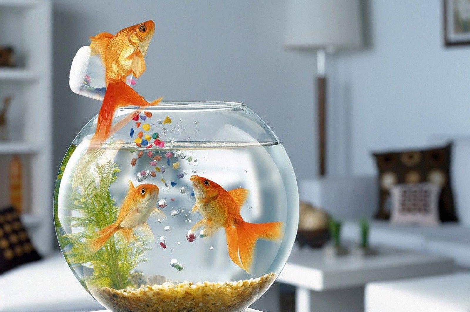 Penasaran Gimana Cara Ikan Tidur? Ini Penjelasannya Ilmiahnya!
