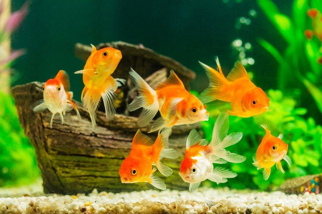 Penasaran Gimana Cara Ikan Tidur? Ini Penjelasannya Ilmiahnya!