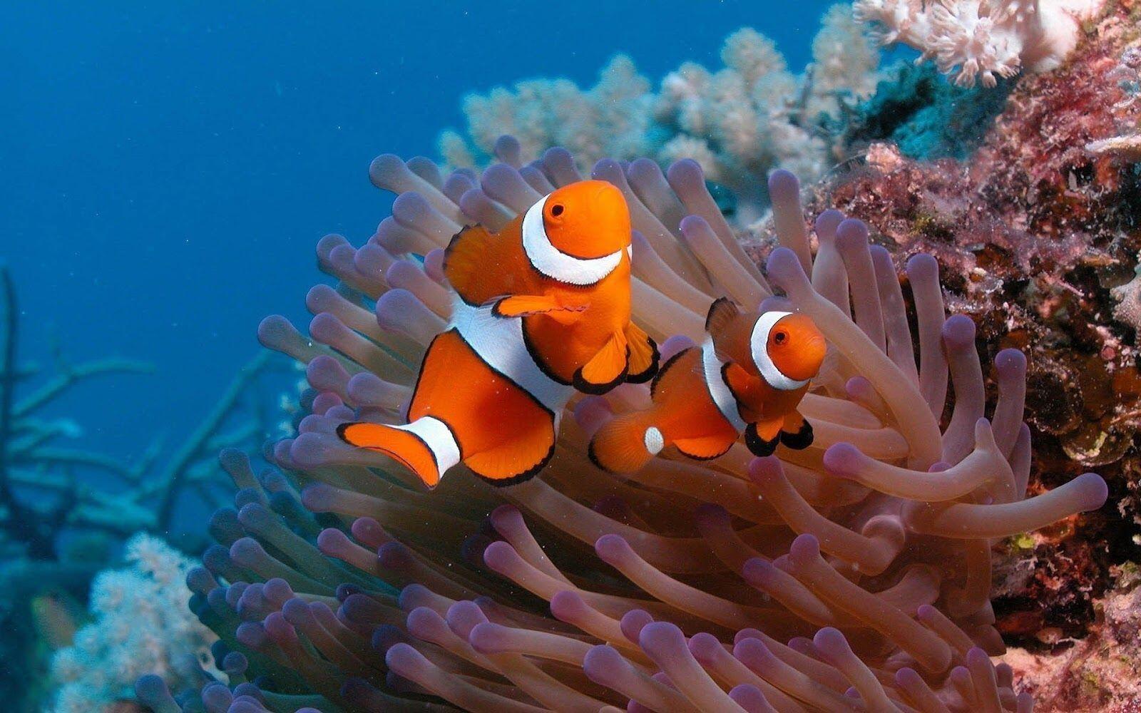 Penasaran Gimana Cara Ikan Tidur? Ini Penjelasannya Ilmiahnya!