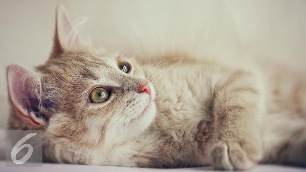 Mencuri hingga Membunuh, Ini 5 Kasus Kriminal yang Pelakunya Binatang