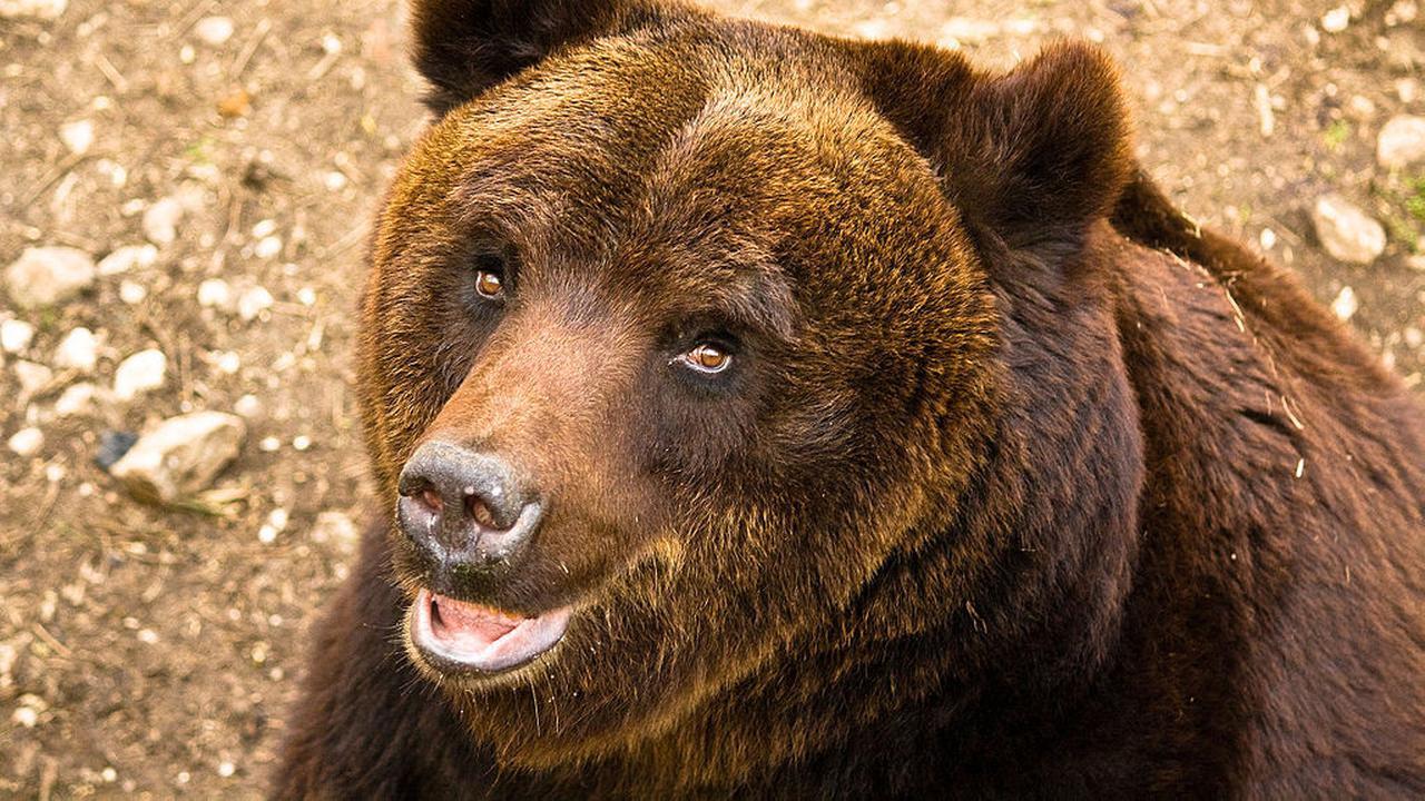 Mencuri hingga Membunuh, Ini 5 Kasus Kriminal yang Pelakunya Binatang