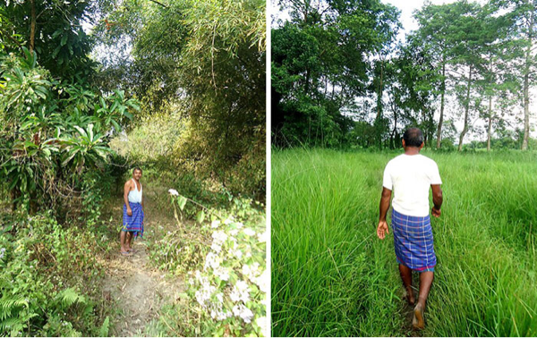 40 tahun yang lalu menanam pohon, hasilnya baru kerasa sekarang. Keren sih ini.