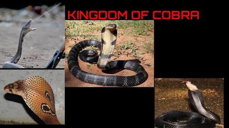 Ular Berbisa Itu King Cobra, Lah Kalau Cobra ??