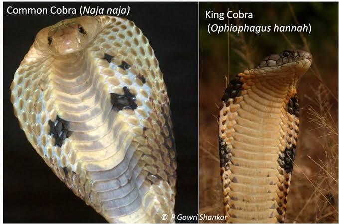 Ular Berbisa Itu King Cobra, Lah Kalau Cobra ??