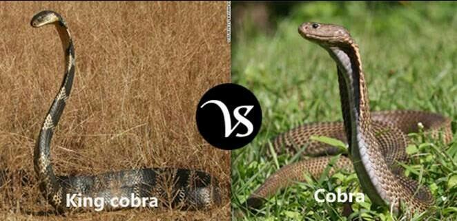 Ular Berbisa Itu King Cobra, Lah Kalau Cobra ??