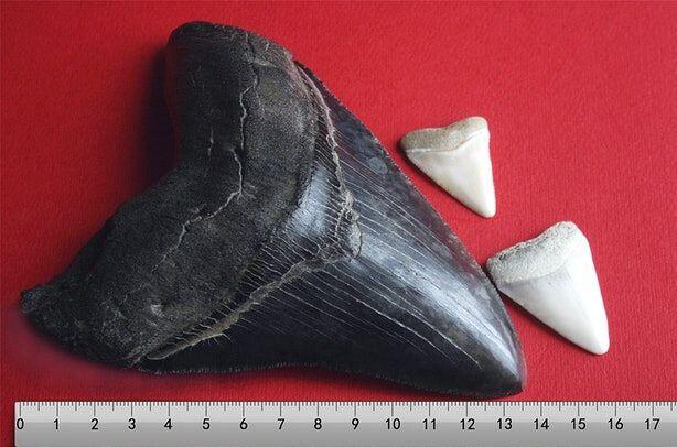 Mau Nonton The Meg? Simak Dulu 5 Fakta Ilmiah dari Megalodon Ini!