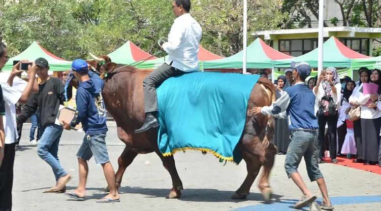Sapi Yang Memiliki Berat 1.075 Kg