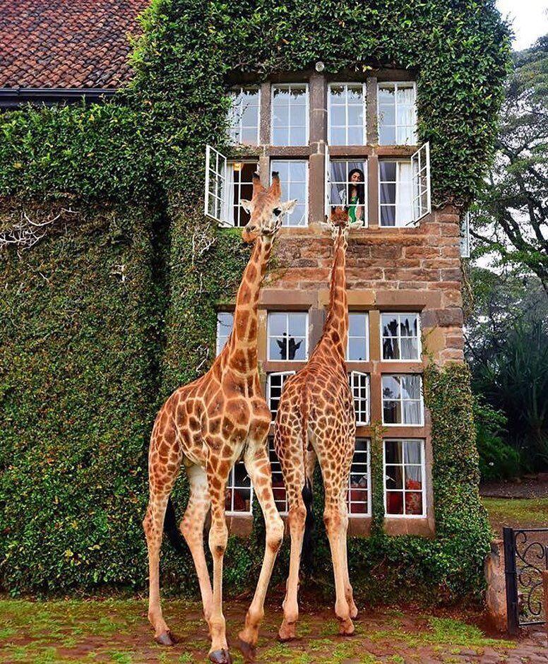 Seru! Hotel di Kenya Ini Tawarkan Sensasi Menginap Bareng Jerapah