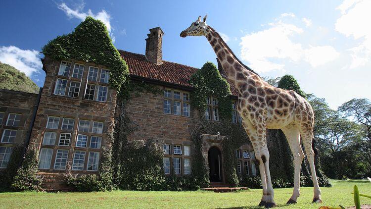 Seru! Hotel di Kenya Ini Tawarkan Sensasi Menginap Bareng Jerapah