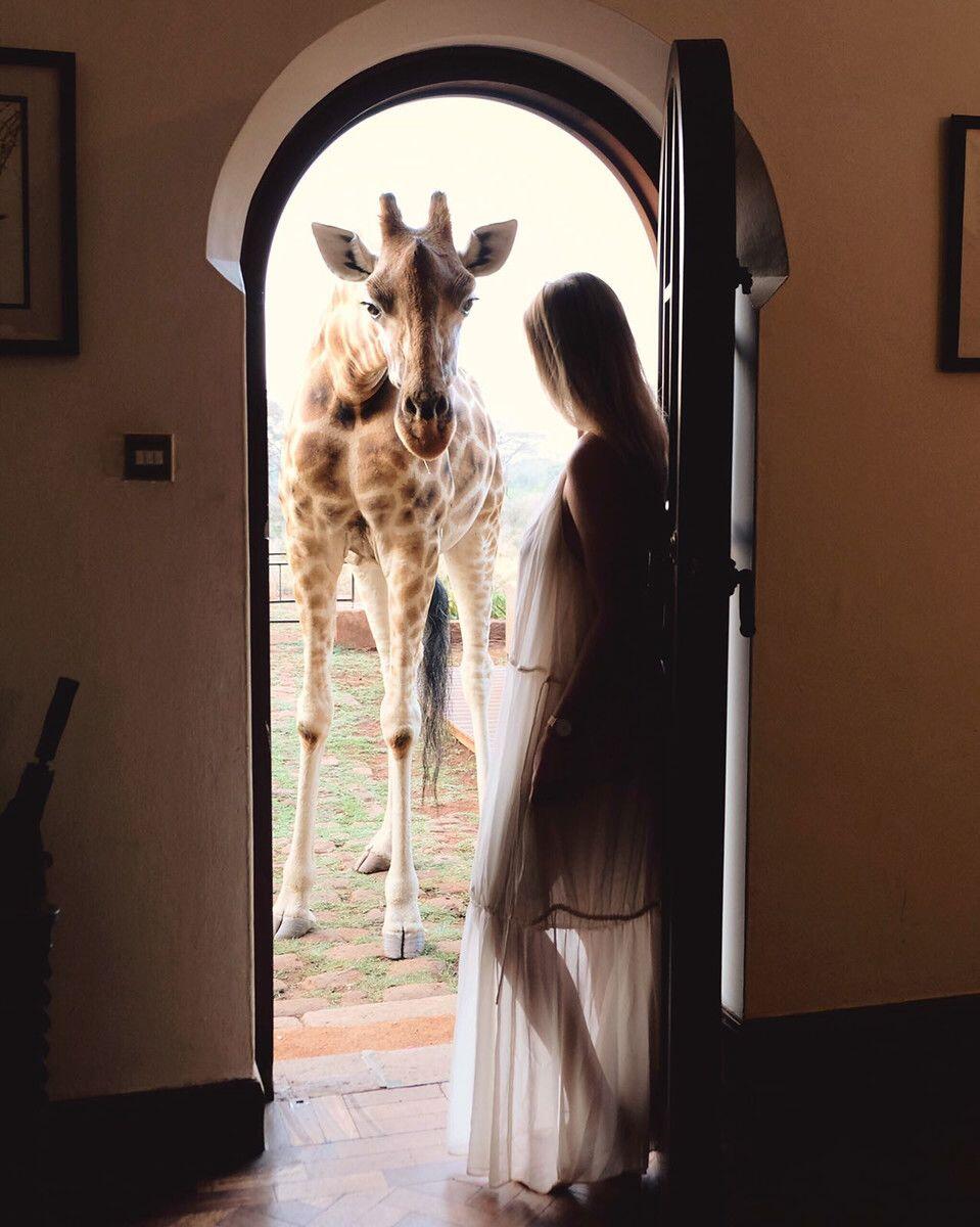 Seru! Hotel di Kenya Ini Tawarkan Sensasi Menginap Bareng Jerapah