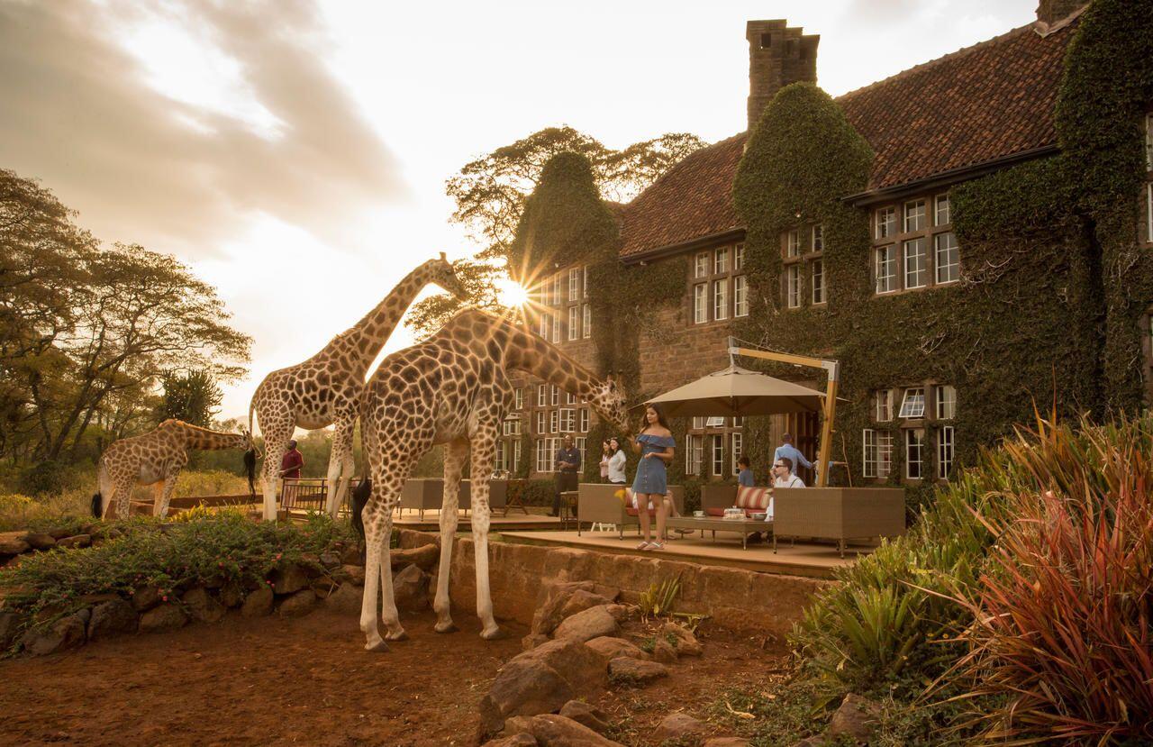 Seru! Hotel di Kenya Ini Tawarkan Sensasi Menginap Bareng Jerapah