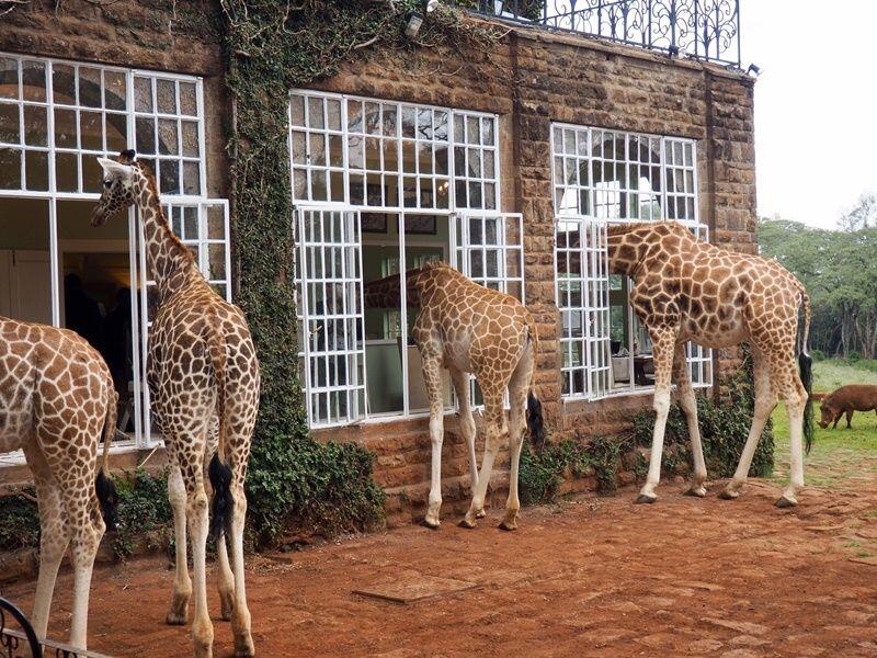 Seru! Hotel di Kenya Ini Tawarkan Sensasi Menginap Bareng Jerapah