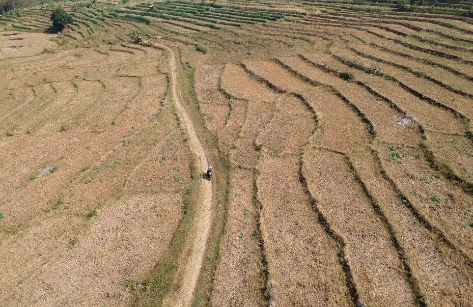 199 Desa Jatim Alami Kekeringan Kritis
