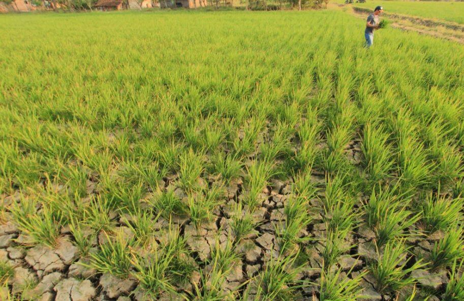 199 Desa Jatim Alami Kekeringan Kritis
