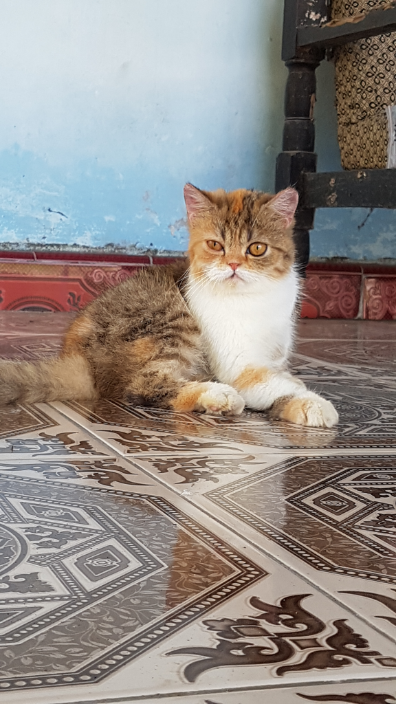 7 Hal Yang Dibenci Kucing Dari Majikannya, Pecinta Kucing Masuk!